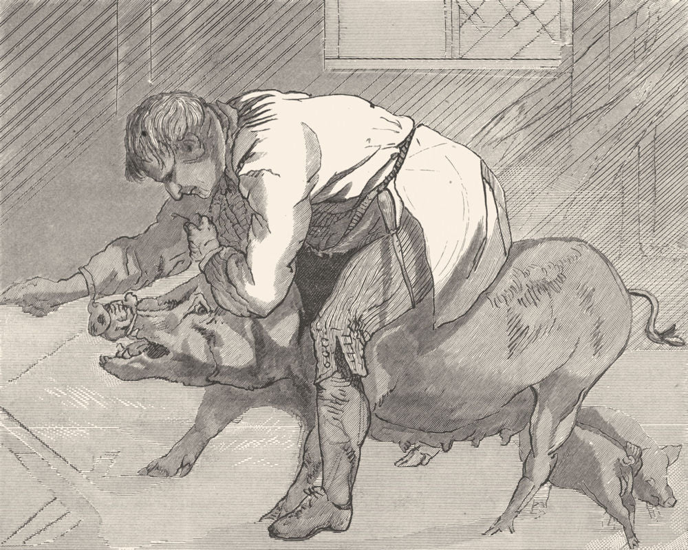 PIGS. A cry of distress-Landseer c1880 old antique vintage print picture